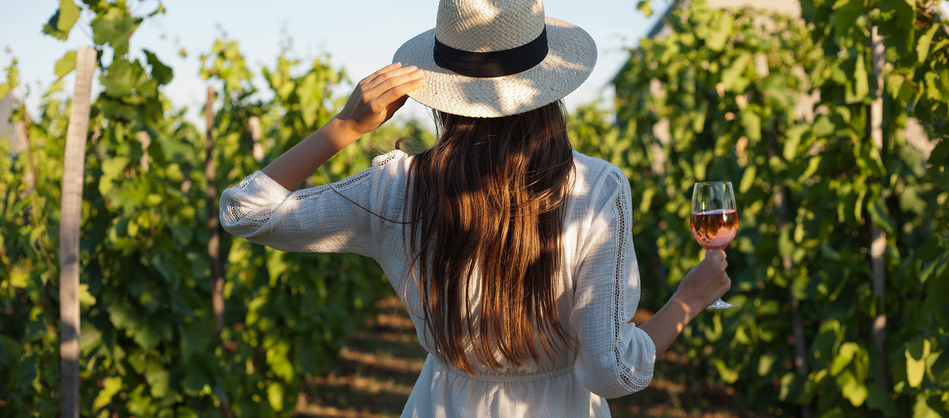 Vineyard